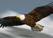 米兰体育下载-雄鸟未能击败老鹰，留下遗憾