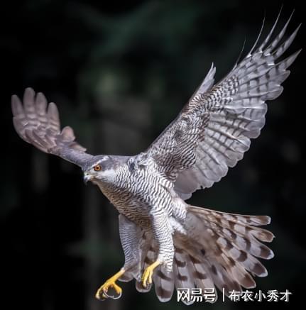 雄鸟未能击败老鹰，留下遗憾